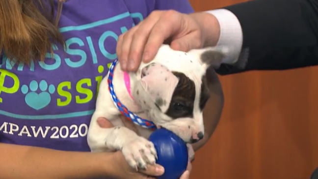 Forever Home Friday: Meet 'Jackie'