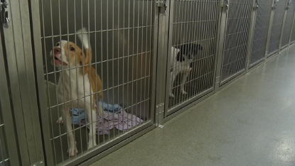 franklin county pet adoption center